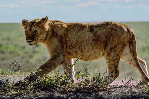 Desde Arusha: Safari de 5 días para gatos, terneros y cráteres, Ngorongoro