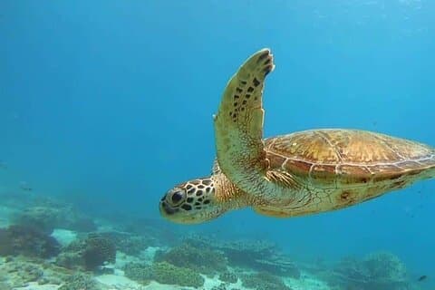 Muscat: A Ilha de Daymaniyat com snorkeling