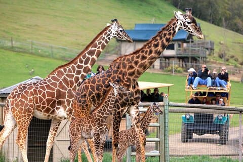 Classic Safari Adventure em Safari West