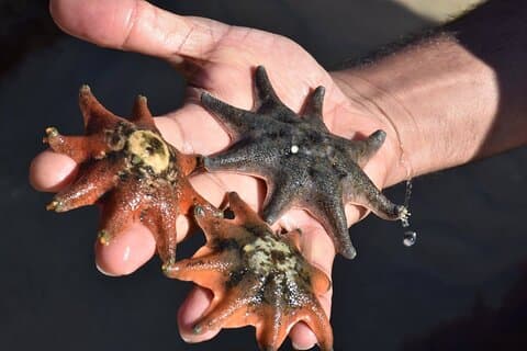 Melbourne: Tour privati di un giorno al Parco nazionale Wilson Promontory