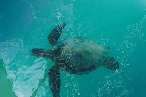Havsafari, delfiner, skildpadder og Waikiki krydstogt