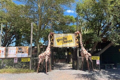 Girafemøde og løvepark med vinsmagning i Stellenbosch