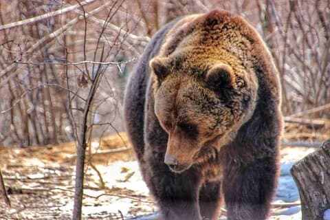 Bear Safari Privédagtrip & Transfagarasan Road vanuit Boekarest