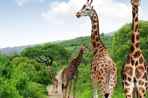 ダーバンタラ動物保護区とペズルサファリ小グループサファリ