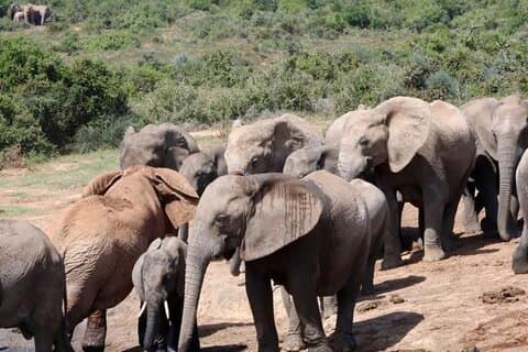 Private Nairobi National Park &Crescent Island Sanctuary Naivasha