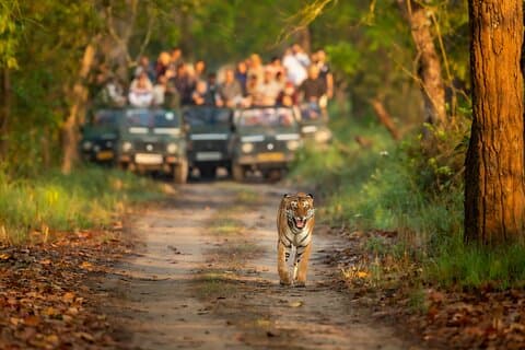 Katmandu: 3 dages privat tur til Chitwan Jungle Safari