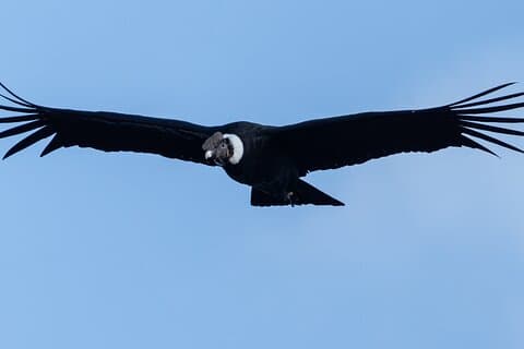 Private Tour to spotting condors at Antisana volcano all included