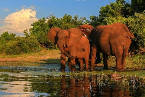 12 dagars Safari Kapstaden till Johannesburg, Garden Route & Kruger