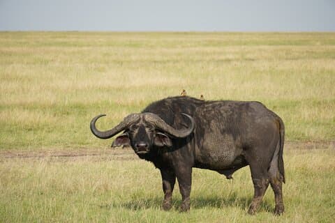 6 Days Serengeti Ngorongoro Tarangire Manyara + Airport Pickup