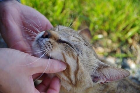 Dagtrip naar Ainoshima Cat Island vanuit Fukuoka