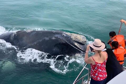 Excursion d'observation des baleines - Ramassage/dépôt à l'hôtel depuis LE CAP