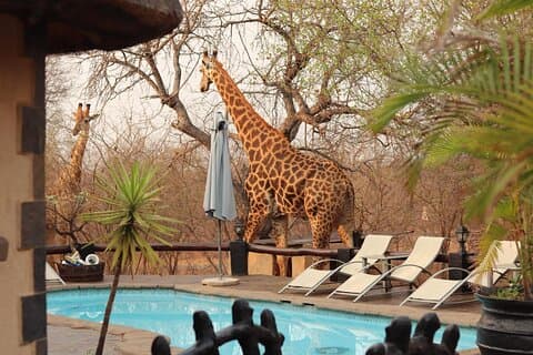 3-dages African Rock Lodge Safari i Kruger National Park