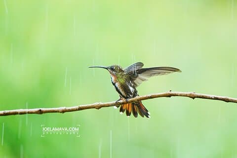 Roatan Birdwatching og natur eventyr