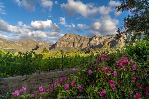 Cata de vinos en Dekkersvlei