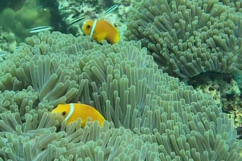Malé Snorkeling Safari Kurumba Reef and Fishtank Adventure