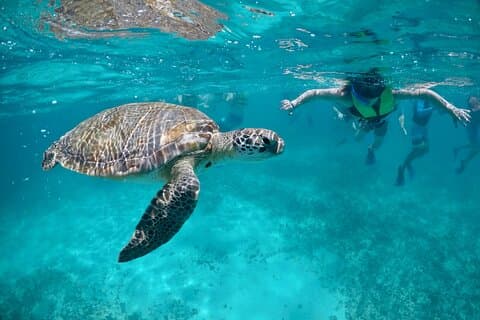 Snorkeling Maya (Akumal-Cenote-Caverna)