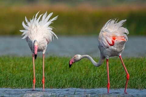 Safari nel Parco Nazionale di Bundala (TOUR PRIVATI)- Mattina e pomeriggio