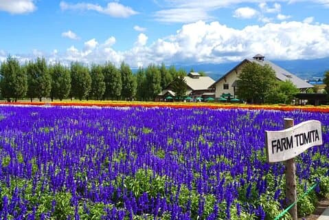 Hokkaido Tagestour Farm Tomita, Blauer Teich, Blauer Teich und Buffet