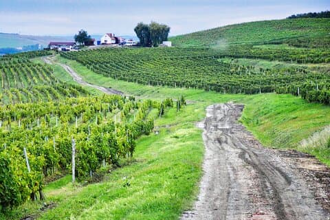 Sibiu and wine tasting, day tour from Cluj