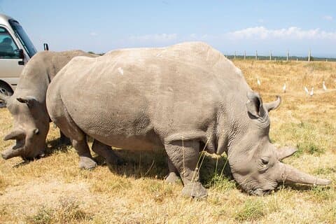 Nairobi to Ol Pejeta Conservancy Lancruiser Experiência de passeio de 3 dias