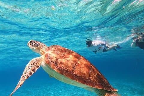 Experiencia de 4 horas en el santuario de tortugas de Cozumel en un catamarán de lujo