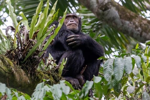 Trekking in gorilla di 4 giorni in Ruanda, scimpanzé ed esplorazione del lago Kivu