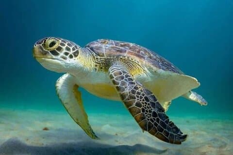 Full day Tulum Ruins & Akumal Turtle Swim + Cenote & Lunch