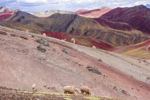 Full Day Palcoyo Mountains Tour from Cusco