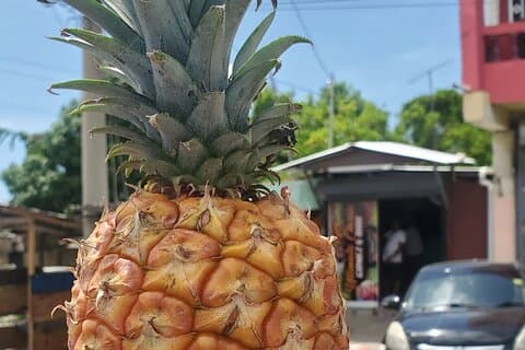 Utforsk skjønnheten i Montego Bay Nature Tour i Jamaica