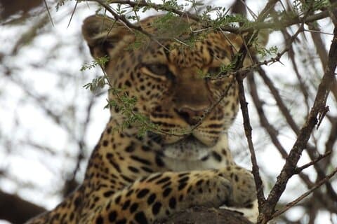 Elky7 Days Maasai Mara Nakuru Naivasha Porta Infernale Amboseli