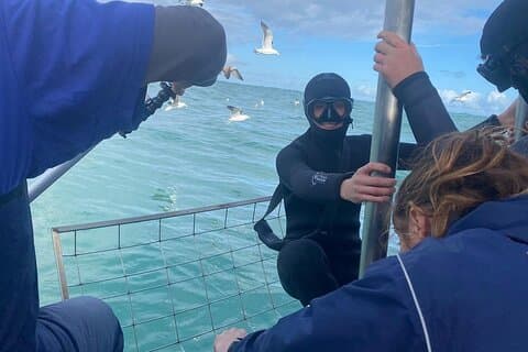 Shark Cage Opplev transport fra Cape Town