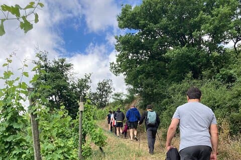 Hiking and Wine between Côte-Rôtie and Condrieu