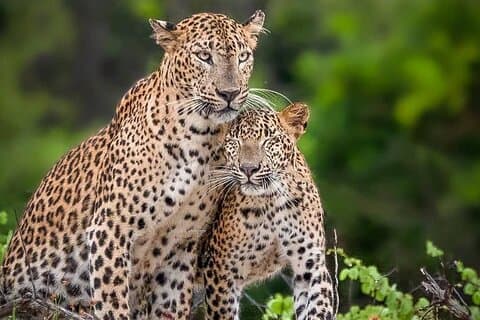Yala National Park Half Day / Full Day Special Safari Tours