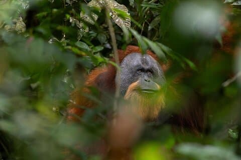 1 Dag Etisk Djungelvandring i Bukit Lawang på Sumatra