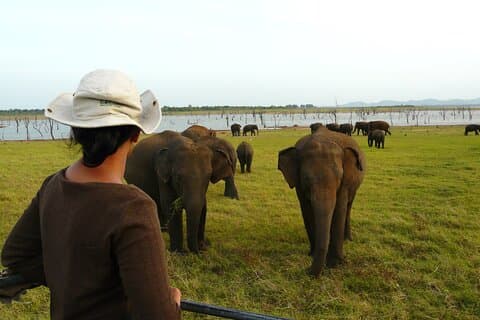 Recorrido de 8 días por la esencia de Sri Lanka con Gotrex Tours