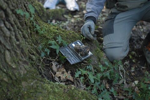 Truffle Hunting, Cooking Class & Gourmet Lunch in Siena, Tuscany