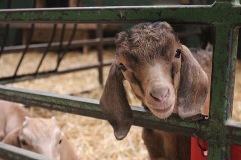Ottawa Valleyview Little Animal Farm Tour
