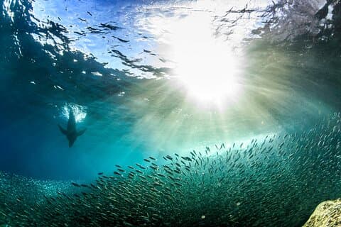 Full-Day Tour Nature Experience at Isla Espiritu Santo! Sea Lions