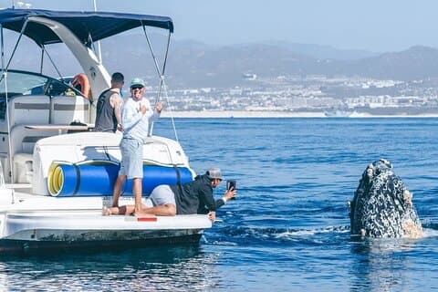 Los Cabos Whale Watching & Snorkel Adventure with Food & Drinks