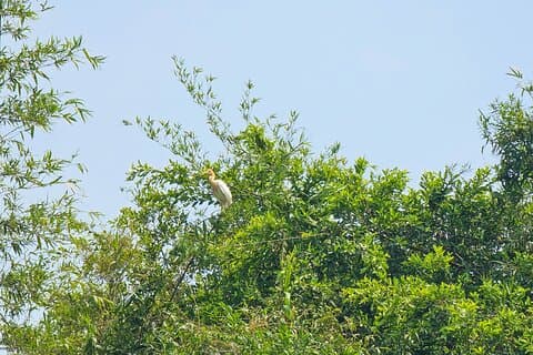 Private helgedag Mekong Delta Tour til Dong Thap Muoi våtmarker