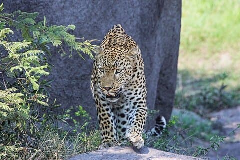 Hluhluwe-iMfolozi Park - Big 5 Full Day Safari