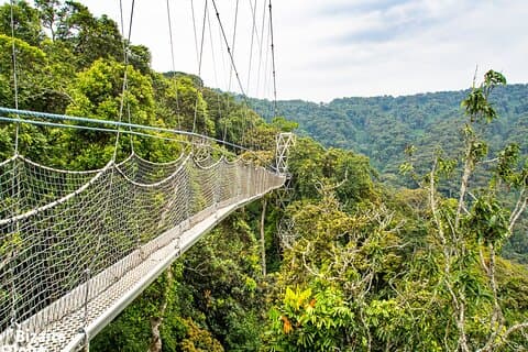 1 Dags vandringstur till Nyungwe NP