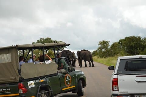 3 Hour Open Vehicle Afternoon Safari In Pilanesberg National Park
