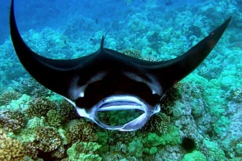 Hoteller i nærheden af Manta Ray Night Snorkel Tour i Kailua-Kona