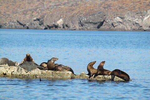 Balandra Beach et Sea Lion Colony Tuba au départ de Los Cabos