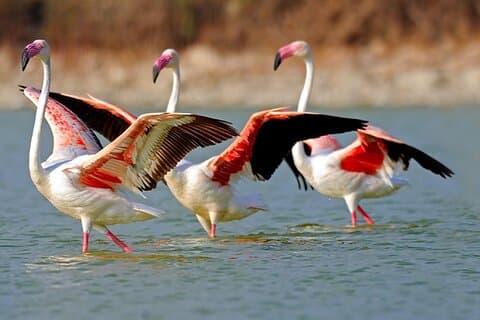 Trinidad's Highlights including Scarlet Ibis Tour
