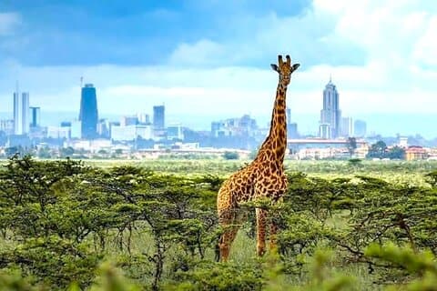 Tour privato del Parco Nazionale di Nairobi e Giraffe Center