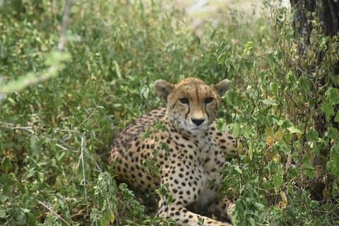 Chase the Big 5: 3 - Tagessafari nach Serengeti & Ngorongoro