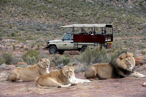 Vinprovning och solnedgång Game Drive till Aquila Reserve från Kapstaden