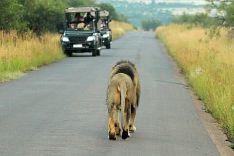 4 dage Pilanesberg Safari på Bakubung Lodge med åbne drev